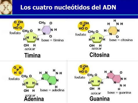 Ppt Material Genético El Adn La Molécula De La Herencia Powerpoint Presentation Id6416514