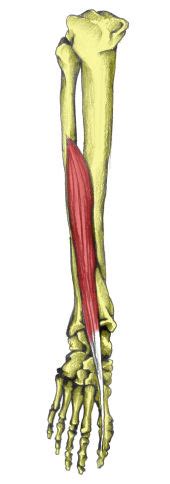 The muscles covered in this article serve various roles in gait as well as posture. Extensor Hallucis Longus