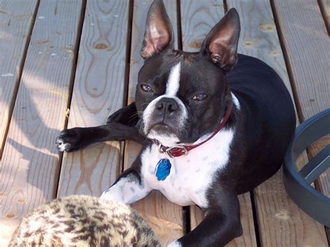 Pin by Karyn Rasmussen on Boston Terrier / Rescue | Boston terrier
