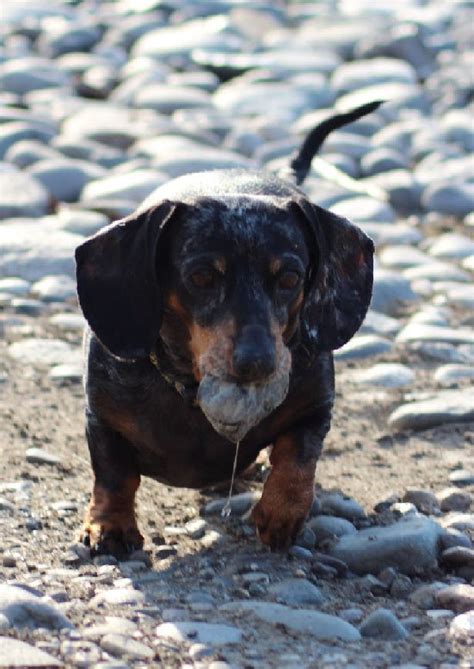 I Love Rocks So Much I Am Slobbering All Over This One Lol Love Rocks Doxie My Girl Love
