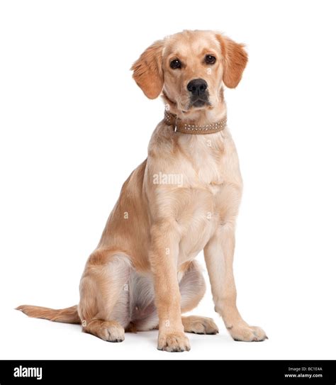Cachorro Golden Retriever 5 Meses Delante De Un Fondo Blanco Fotografía