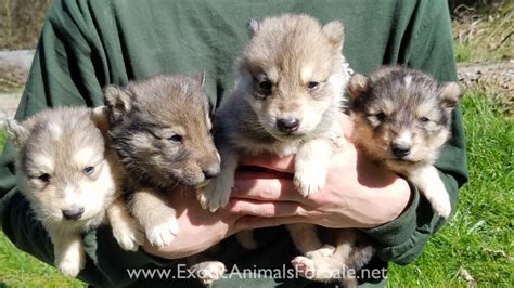 Wolf Hybrid Puppies For Sale