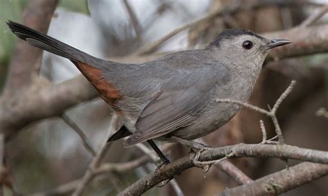 Gray Catbird Introduction Birds Of North America Online Catbird