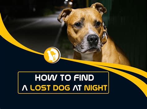 How To Find A Lost Dog At Night