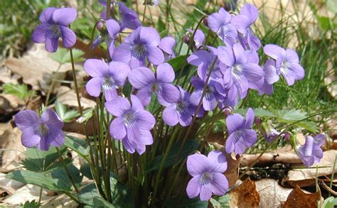 Northern Downy Violet in Two Week Bloom - wildeherb.com