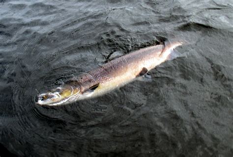 People have an innate curiosity about the natural world around them, and identifying a tree by its leaves can satisfy that curiosity. ANGLING: Escaped Argyll fish farm salmon found in three ...