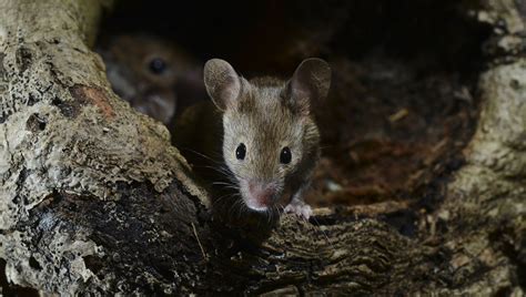 How To Get Rid Of Field And House Mice Diy Pest Control