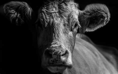 Vector illustration of a cute cow on striped background. Cow Face | I like doing work on faces animal or human and ...