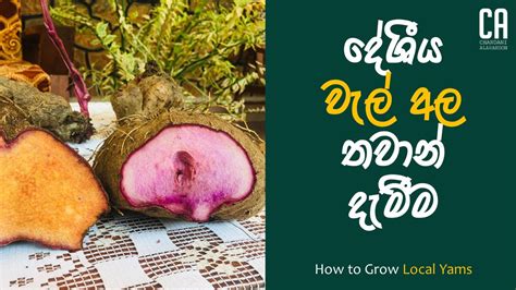 දේශීය වැල් අල තවාන් දැමීම How To Grow Local Yams In Sinhala Youtube