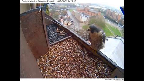 Derby Cathedral Peregrines 31st Jan 2017 Brief Visit From Peregrine Youtube