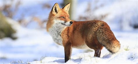 Foxes Nature Pbs