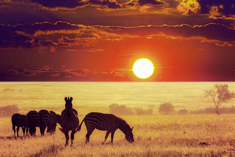 Serengeti Nationalpark Tansania Franks Travelbox