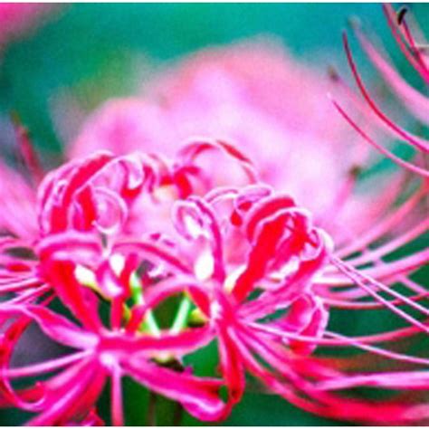 Buy Civilys Lycoris Radiata Spider Lily Bulb Hardy Red Surprise Lily Red Spider Lily