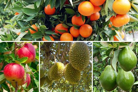 Cara merawat tanaman li kuan yu; Petani MaxiGrow: Aplikasi Pupuk Hayati MaxiGrow pada Buah ...