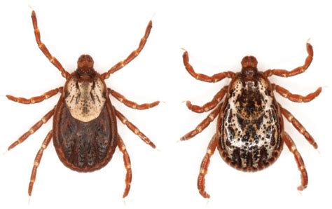 Common Ticks Of Oklahoma And Tick Borne Diseases Oklahoma State