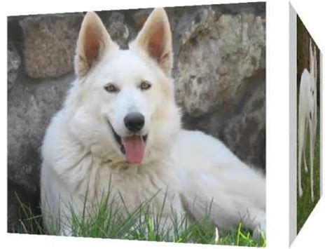 German shepherd puppies for sale in georgiaselect a breed. White German Shepherd Puppies Picture Collection And Ideas ...