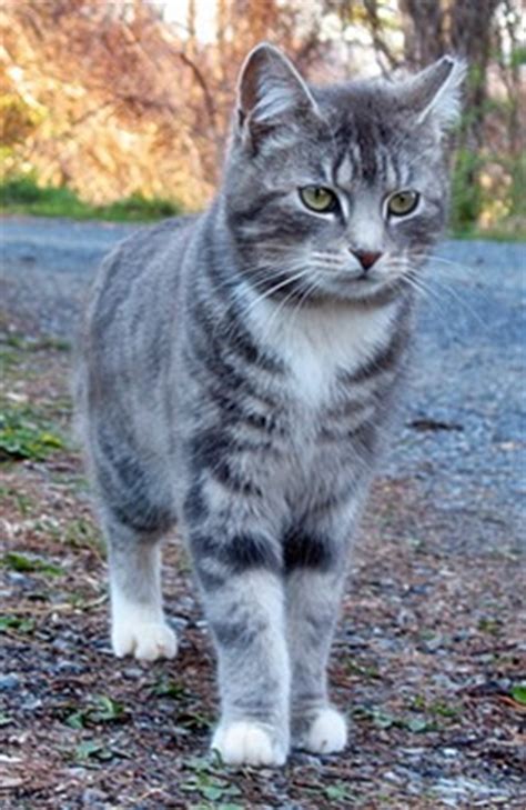 Male Cat Names Grey Tabby