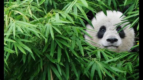 Panda Monium Giant Pandas And Their Extinct Relatives Youtube