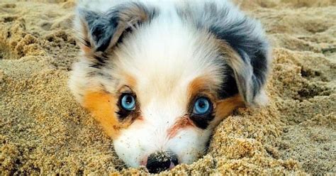 80 Of The Cutest Puppies Ever Bored Panda
