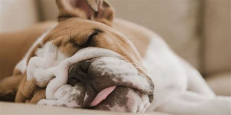 15 Best Lazy Dog Breeds Laziest Low Energy Dogs
