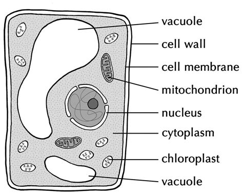 How To Draw A Plant Cell With Labels Muppets Animal Drawing At
