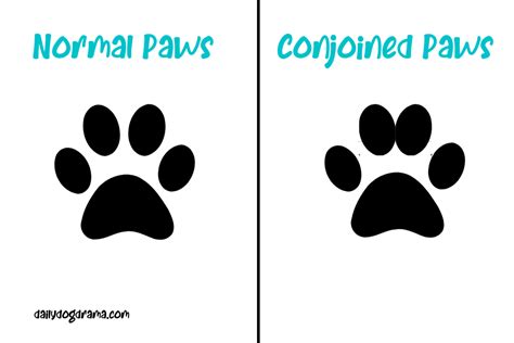Conjoined Paw Pads Should You Be Concerned Dailydogdrama