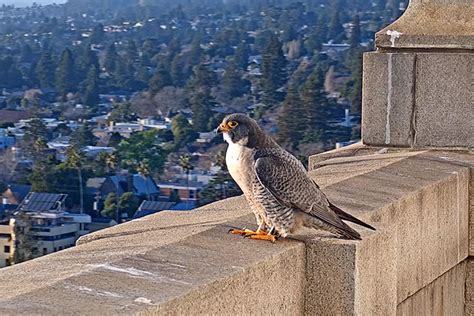 Uc Berkeleys Male Peregrine Is Injured By Rival Falcons