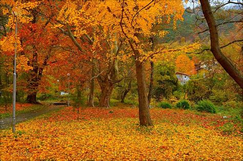 1920x1080px Free Download Hd Wallpaper Autumn Park Fall Foliage