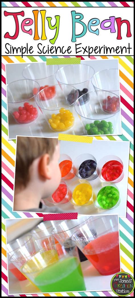 Jelly Bean Simple Science Experiment Free Experiment Page Printable Elementary Science