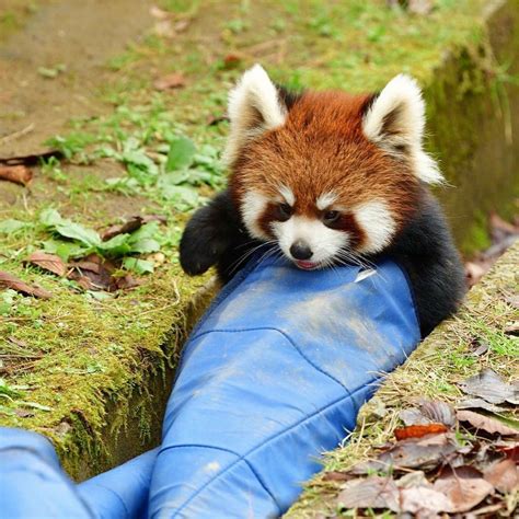 Red Pandas Cute Creatures Cute Funny Animals Nippon Panda Bear