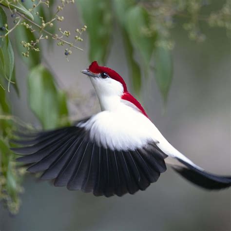 Araripe Manakin American Bird Conservancy