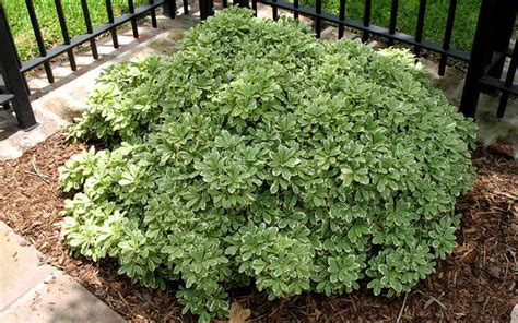 Fill your cart with color today! Buy Variegated Pittosporum tobira For Sale Online From ...