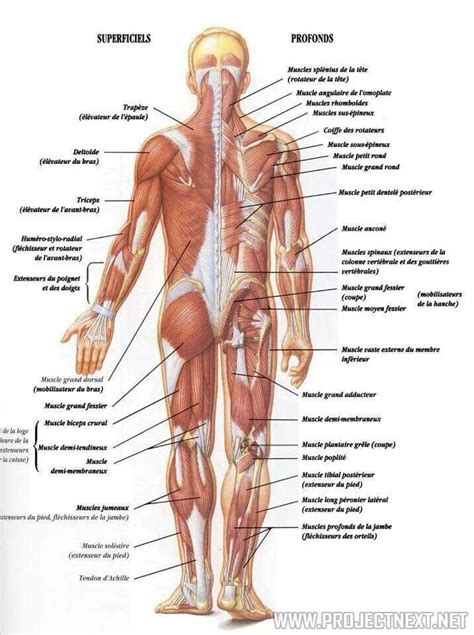 Muscles Medical Science Health Science Health Education The Human