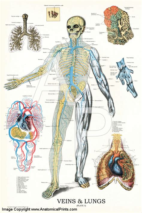 Veins And Lungs Anatomy Chart 24 X 36