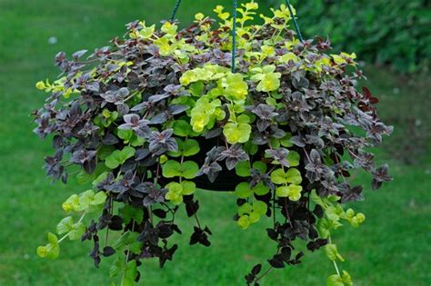 10 Best Trailing Plants For Hanging Baskets Bbc Gardeners World Magazine