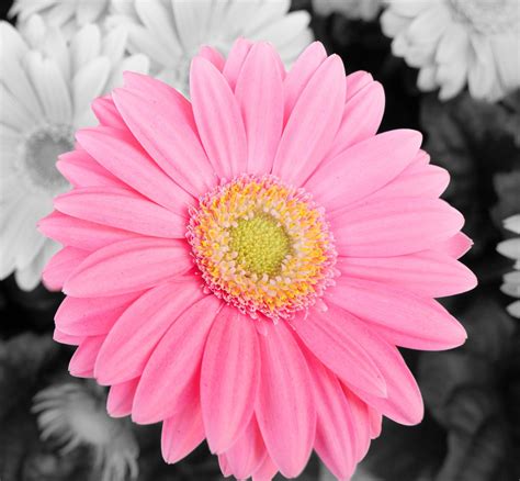 Flower Pink Gerbera Daisy Gerbera Daisy Pink Gerbera Gerbera