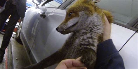Injured Fox Hiding Under A Car Wont Even Move For Sausages The Dodo