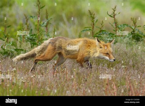 Red Fox Stalking Prey Stock Photo Alamy