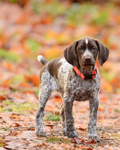 They are also part of our family. Pointer Popular for duck hunting, pointers have a high ...