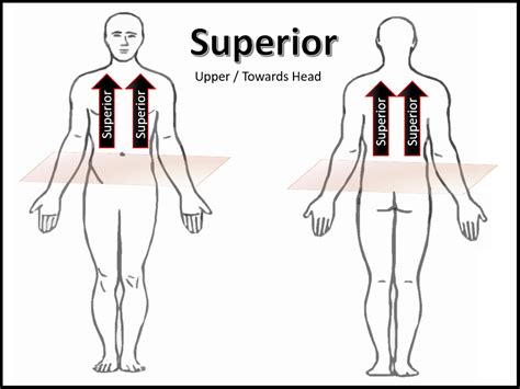 Anatomical Positions Scientist Cindy