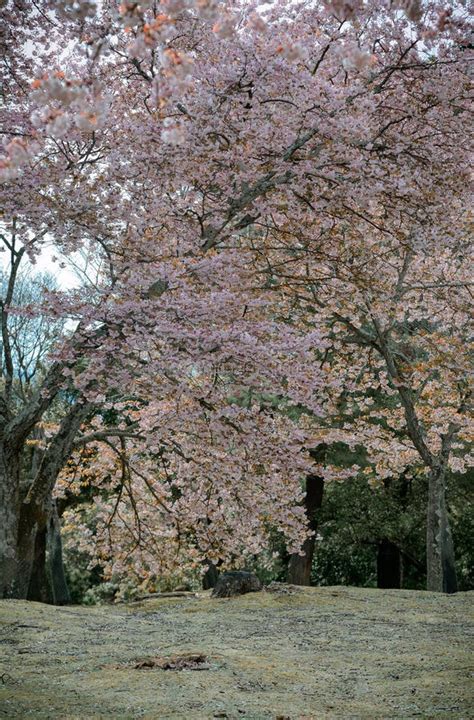 Cherry Blossom Landscape In Nara Park Japan Stock Image Image Of