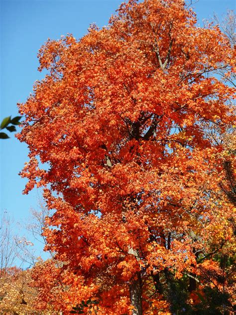17 Marvelous Types Of Maple Trees You Should Be Growing Trees And