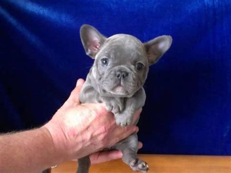 Hand raised miniature english bulldog puppies for sale to breed: French Bulldog Solid Silver Blue Girl for Sale in Algood ...