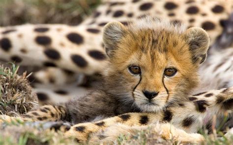 Baby Cheetah Hd Wallpaper Background Image 1920x1200