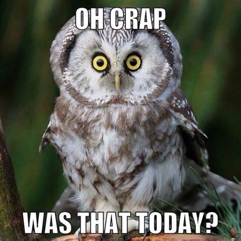 29 Funny Owl Memes That Are So Funny They Re Actually A Hoot