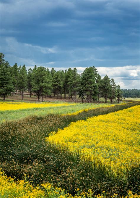 Flower Filled Meadow Stock Image Image Of Country Rocks 57506299