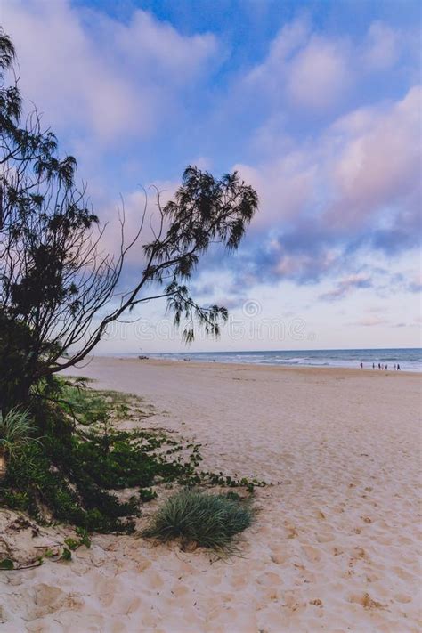Pristine Beach In Surfers Paradise With Tropical Plants And Greenery