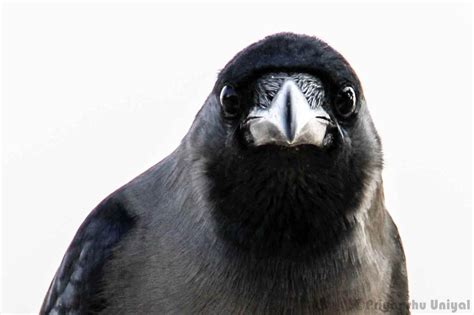 Crow Close Up I Like Birds Pinterest