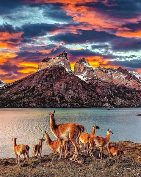 The Guanacos Make This View Of Los Cuernos Even More Beautiful Torres
