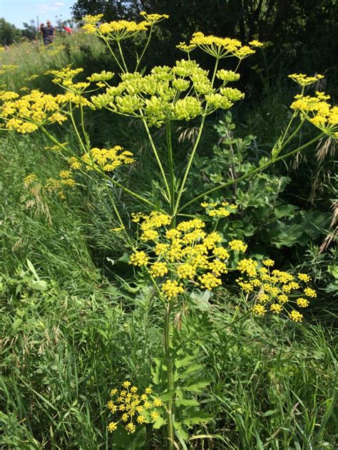 Wild Parsnip The Echinacea Project